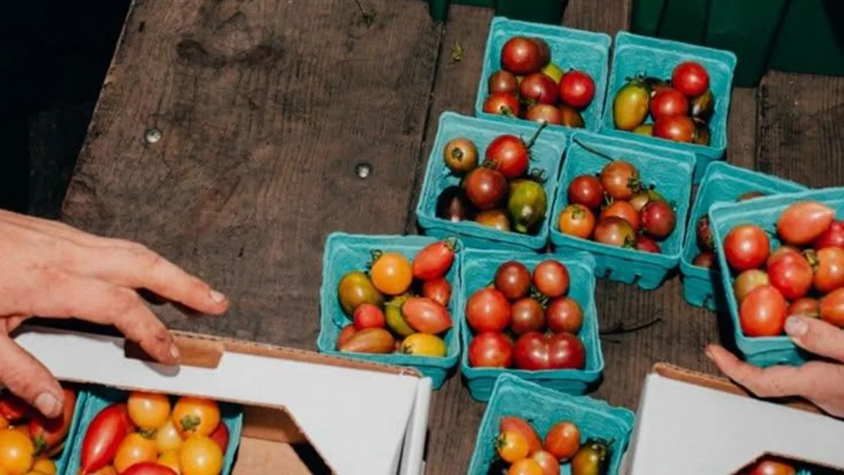Hands sorting fresh cherry tomatoes into crates at a produce market